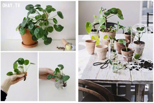 Mách bạn cách sở hữu cả vườn hoa chỉ với một chiếc lá - Hình 1