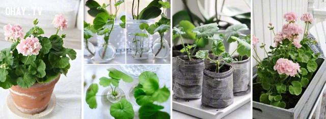 Mách bạn cách sở hữu cả vườn hoa chỉ với một chiếc lá - Hình 8