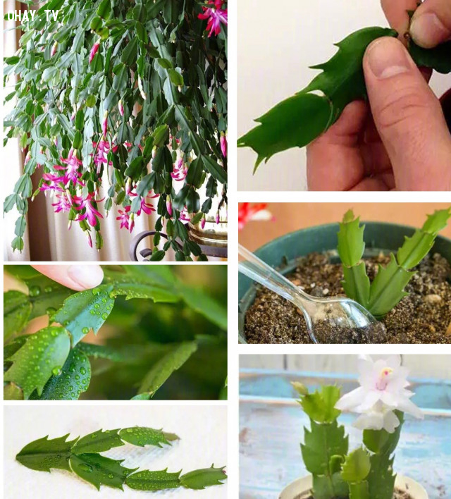 Mách bạn cách sở hữu cả vườn hoa chỉ với một chiếc lá - Hình 3