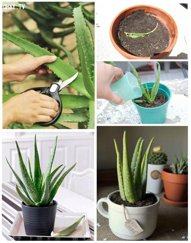 Mách bạn cách sở hữu cả vườn hoa chỉ với một chiếc lá - Hình 2