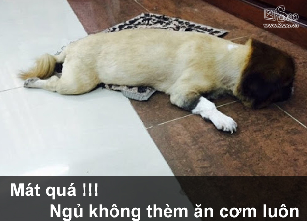 Thú cưng gặp cái kết đắng, khi chủ quyết định cạo lông cho bớt nóng - Hình 3
