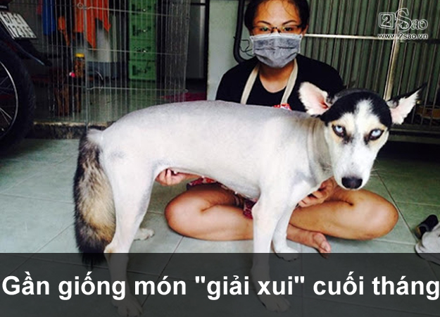 Thú cưng gặp cái kết đắng, khi chủ quyết định cạo lông cho bớt nóng - Hình 7