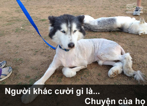 Thú cưng gặp cái kết đắng, khi chủ quyết định cạo lông cho bớt nóng - Hình 2