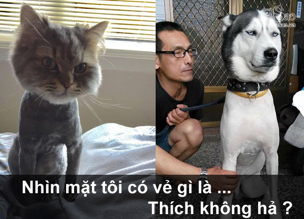 Thú cưng gặp cái kết đắng, khi chủ quyết định cạo lông cho bớt nóng - Hình 6