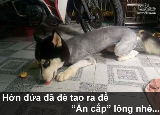 Thú cưng gặp cái kết đắng, khi chủ quyết định cạo lông cho bớt nóng - Hình 5