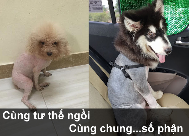 Thú cưng gặp cái kết đắng, khi chủ quyết định cạo lông cho bớt nóng - Hình 4