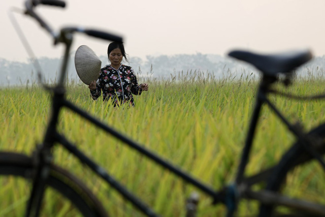 Đồng lúa chín vàng đẹp như tranh ở ngoại thành Hà Nội - Hình 5