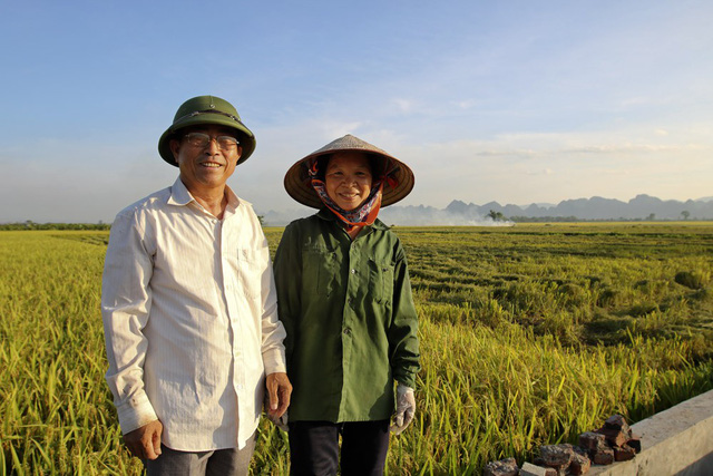 Đồng lúa chín vàng đẹp như tranh ở ngoại thành Hà Nội - Hình 9