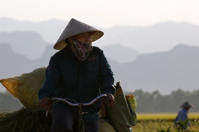 Đồng lúa chín vàng đẹp như tranh ở ngoại thành Hà Nội - Hình 10
