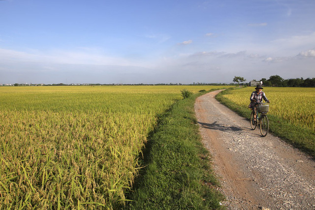 Đồng lúa chín vàng đẹp như tranh ở ngoại thành Hà Nội - Hình 1