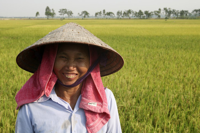 Đồng lúa chín vàng đẹp như tranh ở ngoại thành Hà Nội - Hình 7