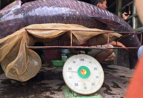 Ngư dân bắt được cá trắm đen khủng 71kg gần hồ Thác Bà - Hình 1