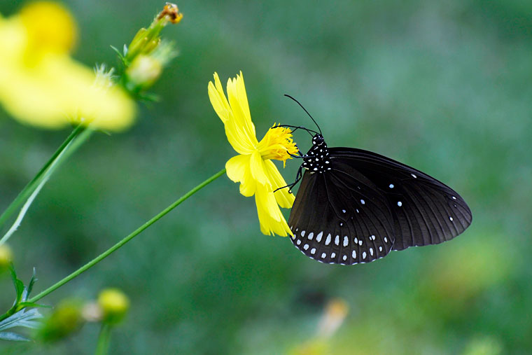 Bướm đen là biểu tượng của sự đổi mới và sự thay đổi tích cực, trong khi trắc nghiệm lại là cách tốt nhất để cải thiện khả năng suy luận của bạn. Xem bức ảnh này để tìm hiểu thêm về những điềm lành và điềm dữ của bướm đen và trắc nghiệm.
