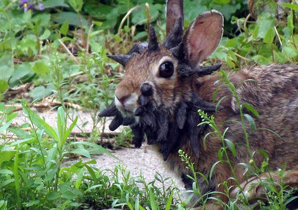 Jackalope: Từ huyền thoại thỏ sừng nai trong truyện dân gian Mỹ đến những con thỏ quái vật ngoài đời thực vì căn bệnh đáng sợ - Hình 6