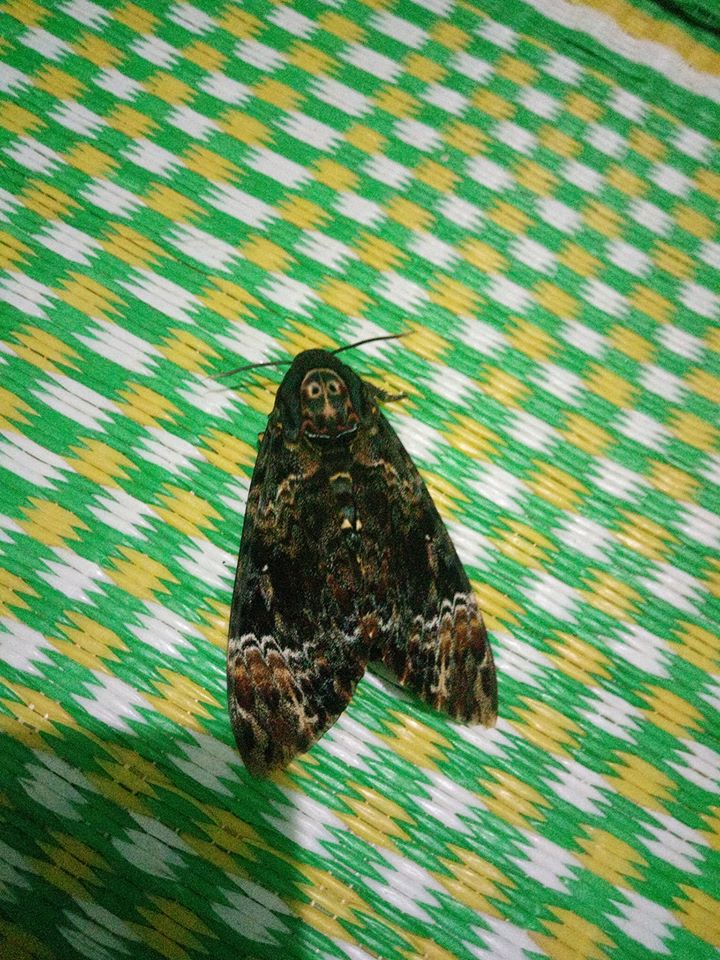 Chú Bướm Valak Vô Diện: Chú bướm Valak vô diện là một trong những loài bướm hiếm và kỳ lạ nhất trên thế giới. Hãy xem hình ảnh để cùng chiêm ngưỡng vẻ đẹp kỳ lạ của loài bướm này.