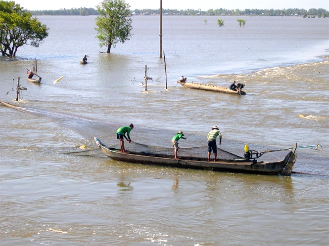 ĐBSCL: Dự báo có mùa lũ đẹp, mang theo tôm cá, sản vật - Hình 6