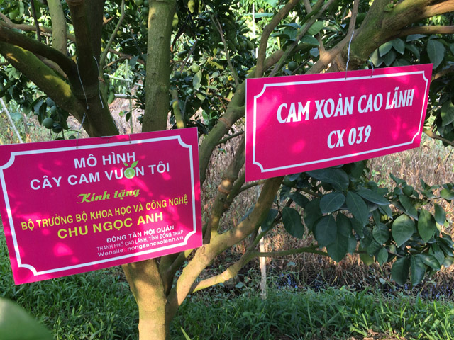 Thức thời bán cam trên mạng, dân Cao Lãnh thu bộn tiền - Hình 1