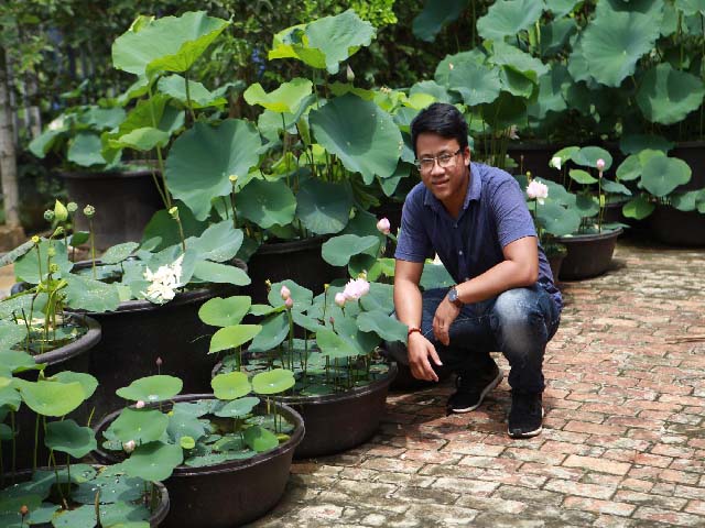 Tuyệt chiêu trồng sen một tháng đã bắt trổ bông của 9X xứ Quảng - Hình 1