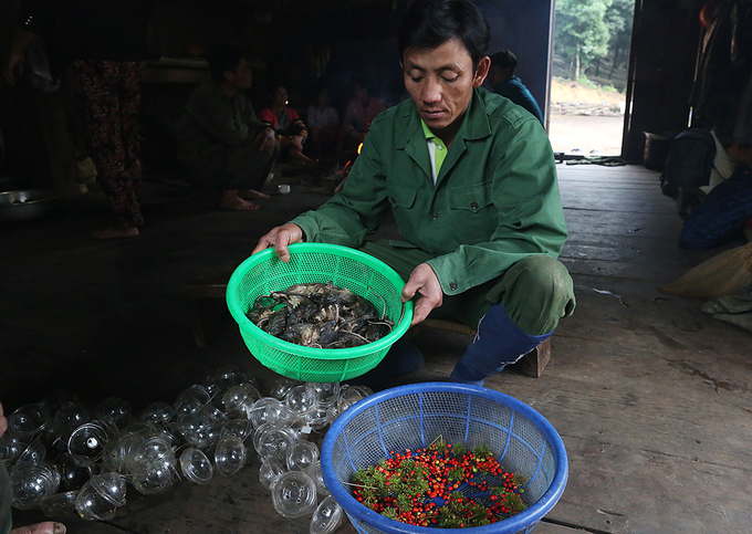 Đặc sản chuột ăn hạt sâm đãi khách quý ở núi Ngọc Linh - Hình 2