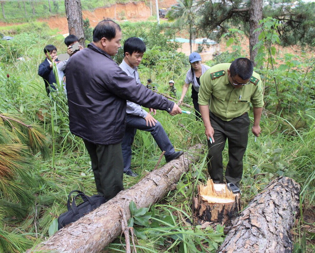 Điều tra, xử lý vụ chặt hạ rừng thông để chiếm đất - Hình 2