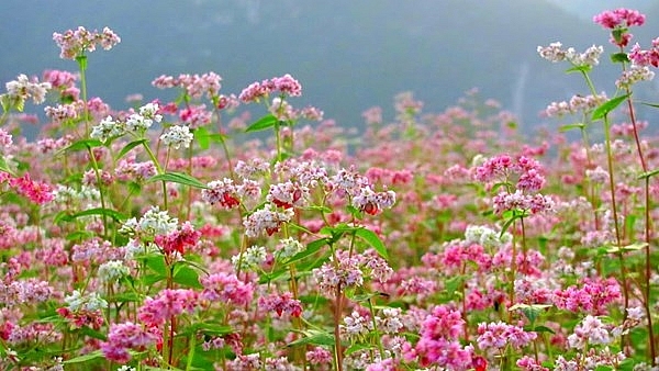 Hãy xách ba lô đến với mảnh đất Hà Giang xinh đẹp vào tháng 10 này - Hình 2