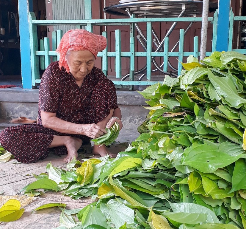 An Giang: Đón vụ trầu Tết, cả làng sống khỏe re bởi đếm lá ra tiền - Hình 1