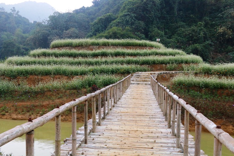 Lạc trôi giữa vườn tam giác mạch khoe sắc ở di sản Tràng An - Hình 5