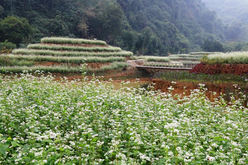 Lạc trôi giữa vườn tam giác mạch khoe sắc ở di sản Tràng An - Hình 2
