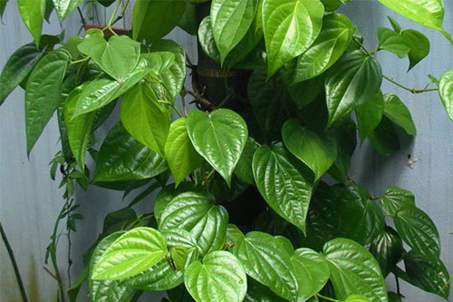 Điểm qua những cách trị mụn trong dân gian có thể bạn chưa biết - Hình 3