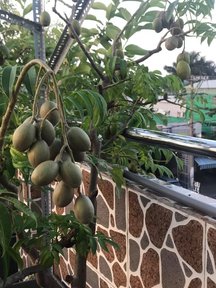 Đủ loại cây ăn quả xum xuê trái trên sân thượng của người phụ nữ đảm tại TP HCM - Hình 10