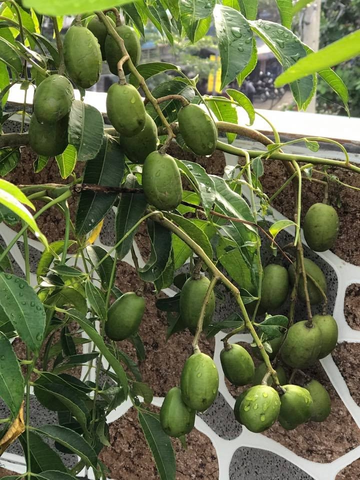 Đủ loại cây ăn quả xum xuê trái trên sân thượng của người phụ nữ đảm tại TP HCM - Hình 11