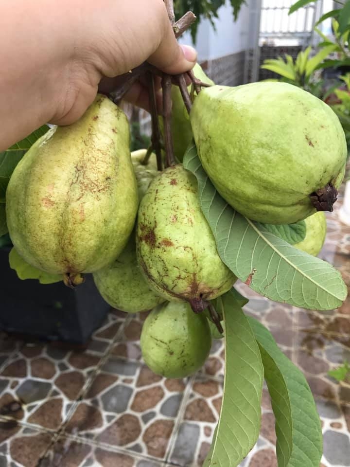 Đủ loại cây ăn quả xum xuê trái trên sân thượng của người phụ nữ đảm tại TP HCM - Hình 7
