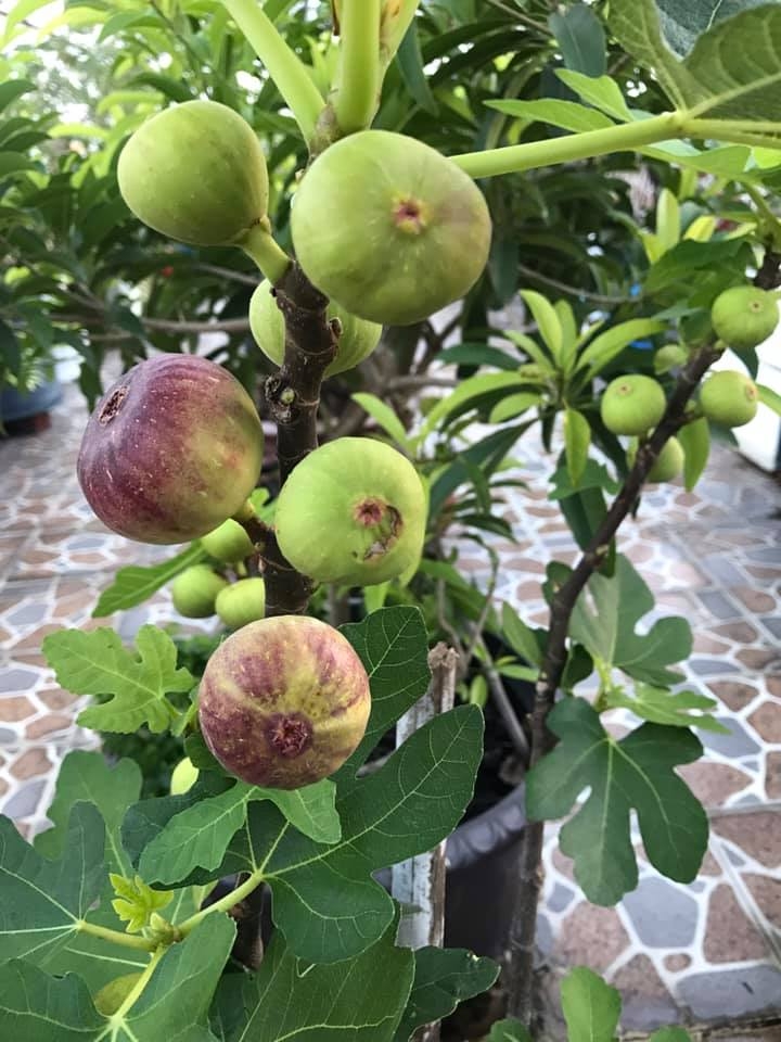 Đủ loại cây ăn quả xum xuê trái trên sân thượng của người phụ nữ đảm tại TP HCM - Hình 8