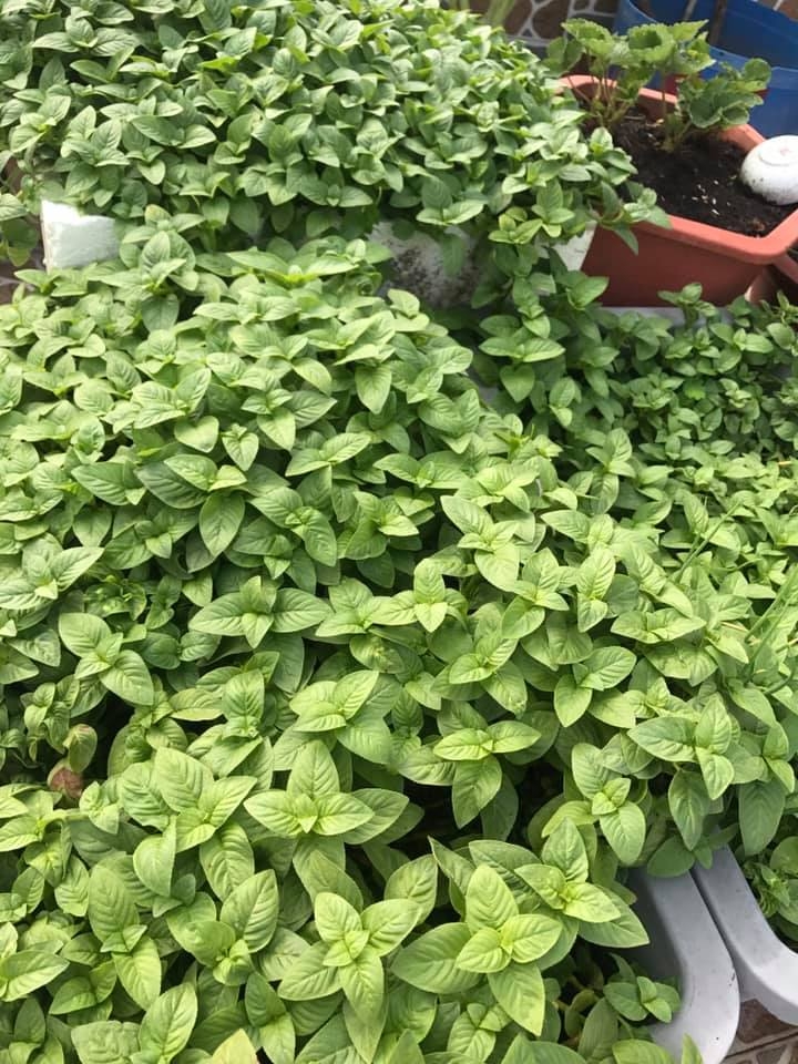 Đủ loại cây ăn quả xum xuê trái trên sân thượng của người phụ nữ đảm tại TP HCM - Hình 16
