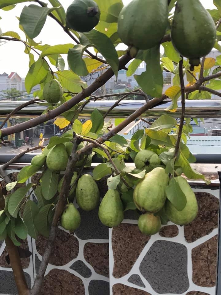 Đủ loại cây ăn quả xum xuê trái trên sân thượng của người phụ nữ đảm tại TP HCM - Hình 6