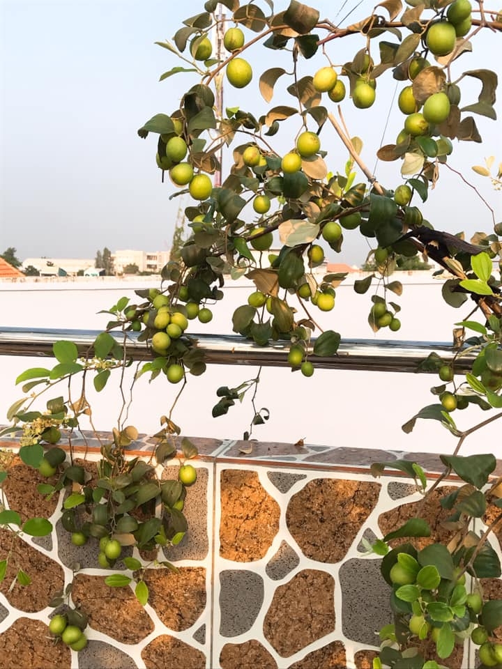 Đủ loại cây ăn quả xum xuê trái trên sân thượng của người phụ nữ đảm tại TP HCM - Hình 19