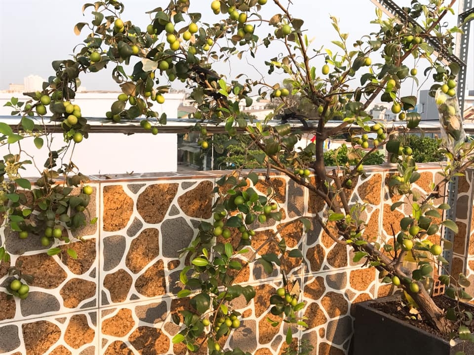 Đủ loại cây ăn quả xum xuê trái trên sân thượng của người phụ nữ đảm tại TP HCM - Hình 18