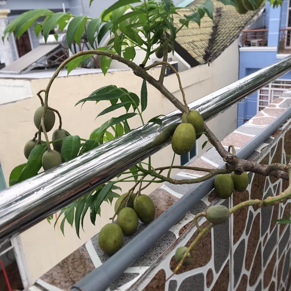 Đủ loại cây ăn quả xum xuê trái trên sân thượng của người phụ nữ đảm tại TP HCM - Hình 9