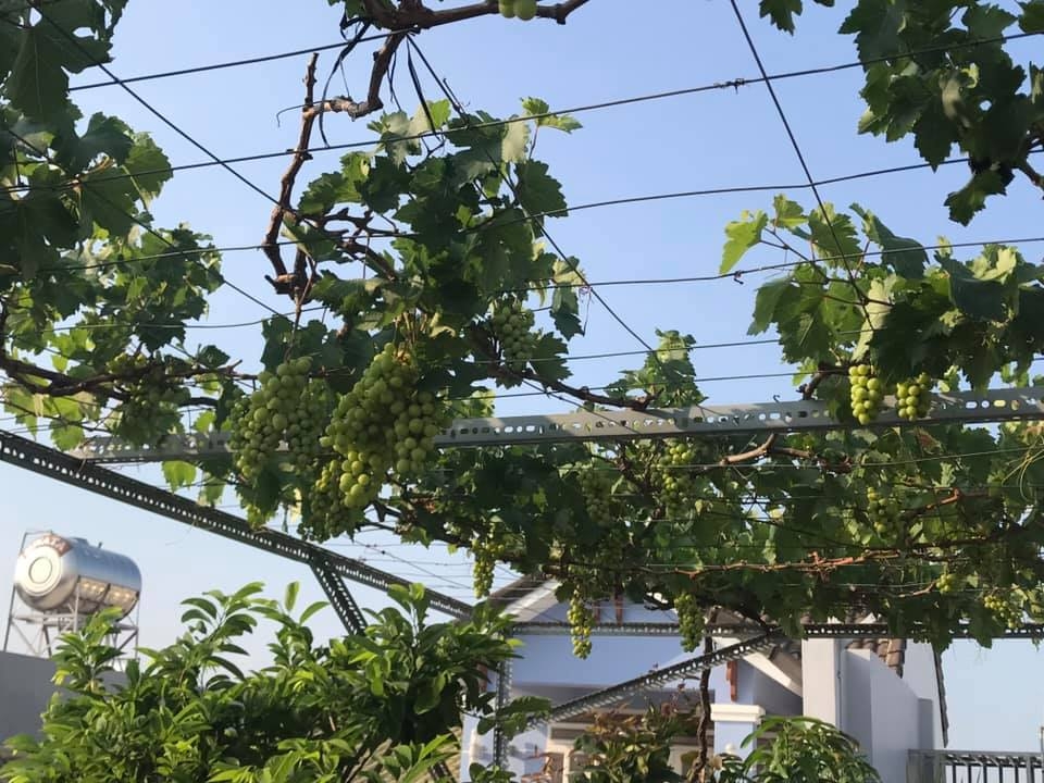 Đủ loại cây ăn quả xum xuê trái trên sân thượng của người phụ nữ đảm tại TP HCM - Hình 1