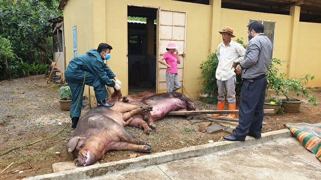 Lâm Đồng: Dân thiệt hại hơn 156 tỷ đồng vì dịch tả lợn châu Phi - Hình 2