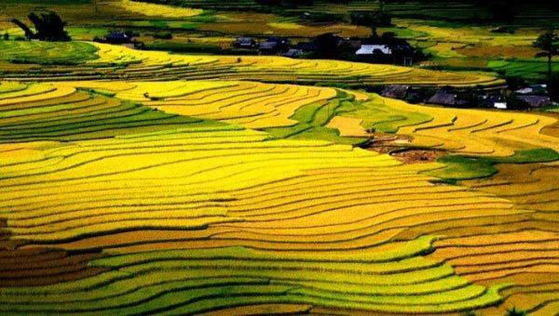 Mùa vàng trên đỉnh Sapa - Hình 1