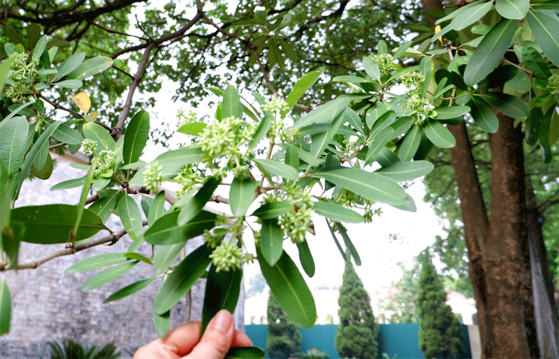 Ngắm hoa sữa nở giữa mùa Thu ở Hà Nội - Hình 5