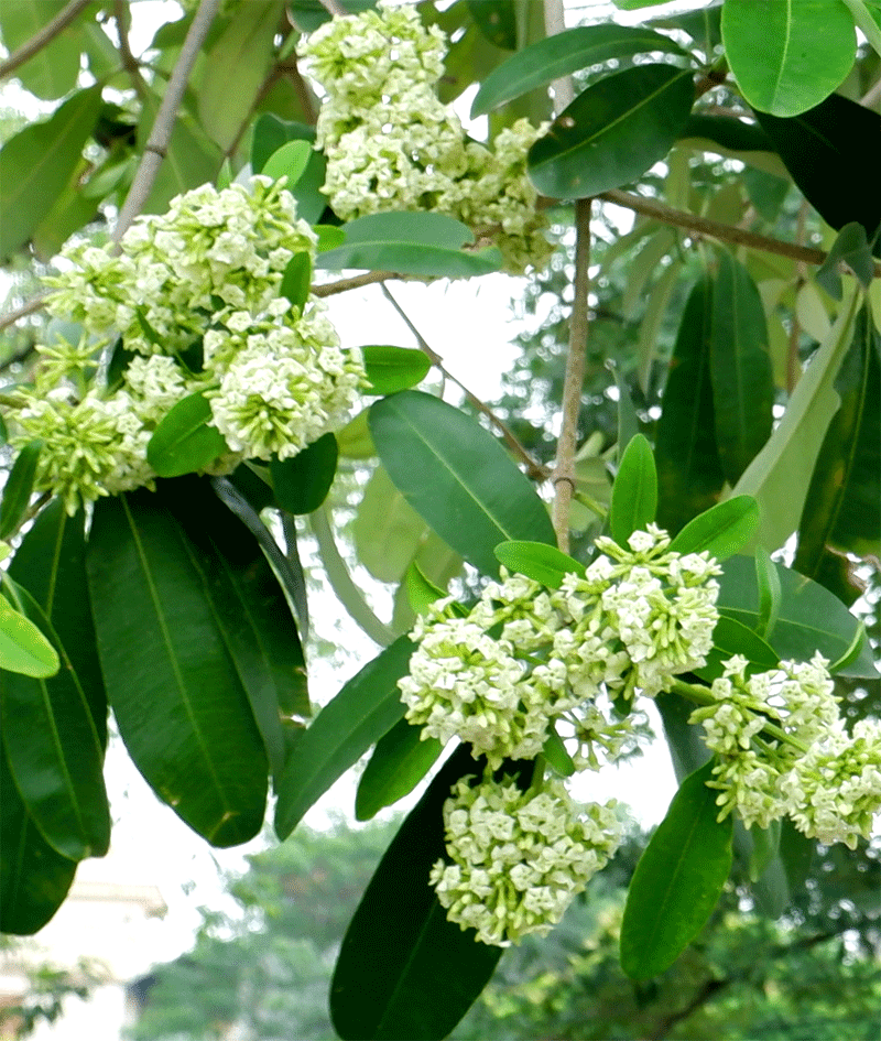 Ngắm hoa sữa nở giữa mùa Thu ở Hà Nội - Hình 9