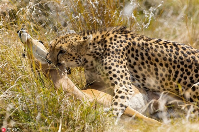 El jaguar caza un antílope como una superproducción de acción - Foto 5