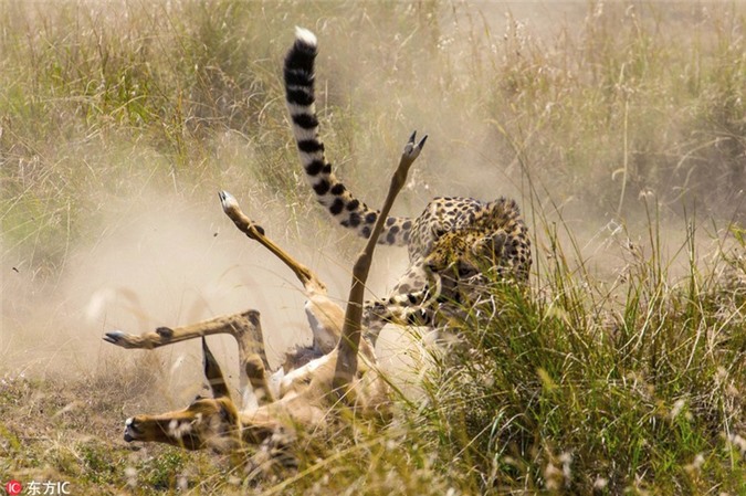 Jaguar caza antílope tan emocionante como una superproducción de acción - Foto 4