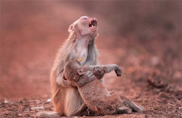 Khỉ mẹ và đứa con là một trong những hình ảnh đáng yêu và cảm động nhất của thiên nhiên. Hãy xem họ trong những khoảnh khắc đáng nhớ để hiểu thêm về tình mẫu tử trong động vật.