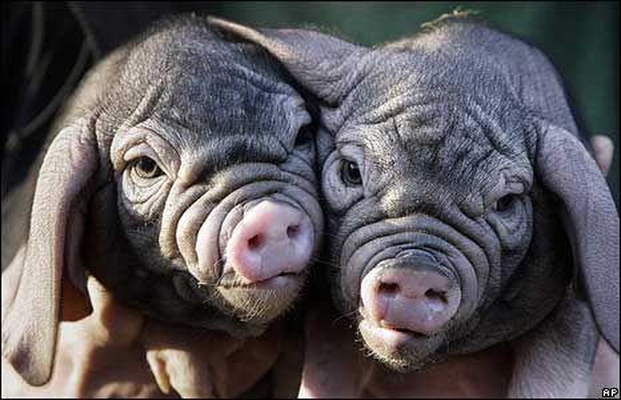 Hãy nhìn vào hình ảnh của chú lợn mặt nhăn đen xì đáng yêu này! Với sự đáng yêu và vô cùng độc đáo, chắc chắn nó sẽ khiến bạn không thể rời mắt được.