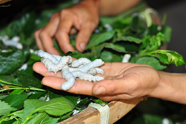 Nghề ăn cơm đứng ở Lâm Đồng: Qua cơn bĩ cực tới hồi thái lai - Hình 2