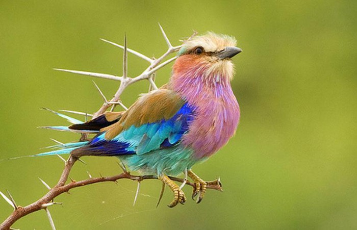 Thích thú loài chim xinh đẹp tuyệt mỹ nhưng cực kỳ thủy chung - Hình 6