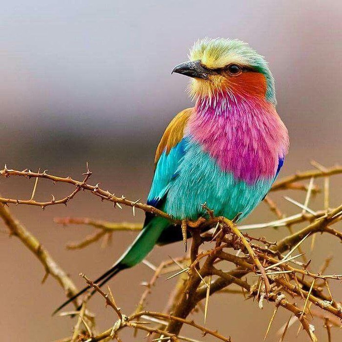 Thích thú loài chim xinh đẹp tuyệt mỹ nhưng cực kỳ thủy chung - Hình 2